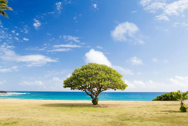 beach tree